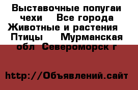 Выставочные попугаи чехи  - Все города Животные и растения » Птицы   . Мурманская обл.,Североморск г.